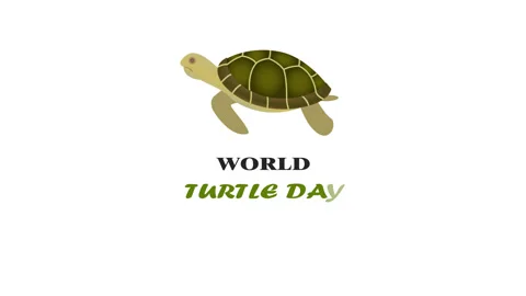 Turtle day 库存影片 334702796