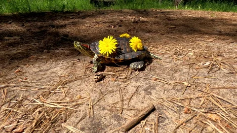 Turtle with a decorated shell moves along a path in a pine forest. Stock Footage 154592387