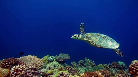 Turtle in deep ocean on blue water background, underwater shot Stock Footage 79835644