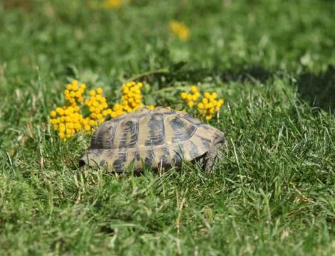 Turtle in the defense position Stock Photos