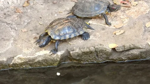 The turtle demonstrates a diving master class. Stock-Footage 163904798