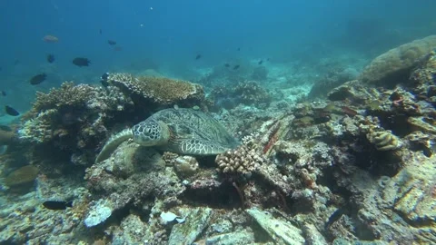 Turtle in derawan island Stock Footage 198519168