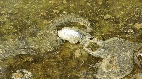 A turtle died from pollution of fuel and oil spill, floating in dirty water Stock Footage 83927674