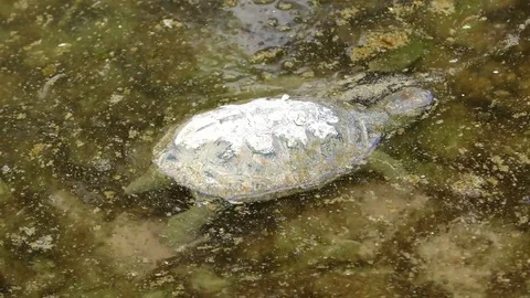 A turtle died from pollution of fuel and oil spill, floating in dirty water Stock Footage 83928114