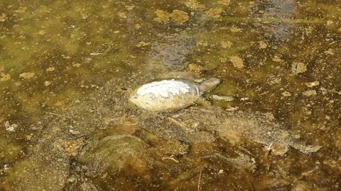 A turtle died from pollution of fuel and oil spill, floating in dirty water Stock Footage 83928526