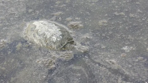 A turtle died from pollution of fuel and oil spill, floating in dirty water Stock Footage 83929022