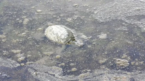 A turtle died from pollution of fuel and oil spill, floating in dirty water Stock Footage 83929293