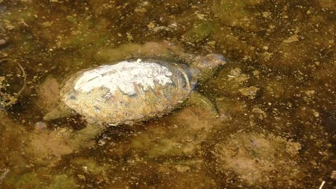 A turtle died from pollution of fuel and oil spill, floating in dirty water Stock Footage 83929905