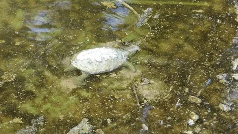 A turtle died from pollution of fuel and oil spill, floating in dirty water Stock Footage 83930050