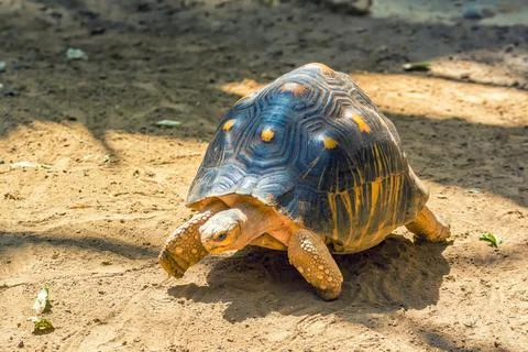 A turtle on a dirt road Stock Photos