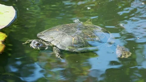 Turtle in the ditch next to the waterlely  Video stock 131859479