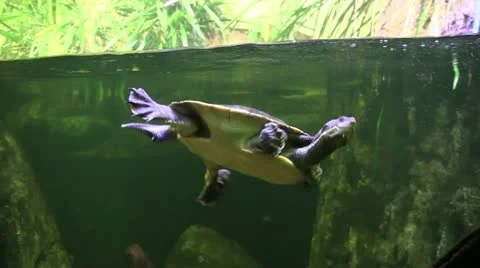 Turtle dive 1 50 Stock Footage 12428870