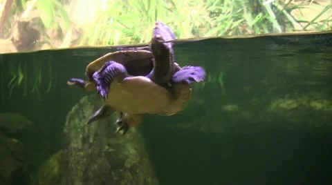 Turtle dive 2 50 Stock Footage 12428876