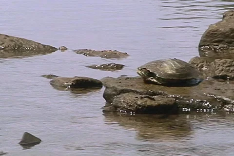 Turtle Dive Stock Footage 298706