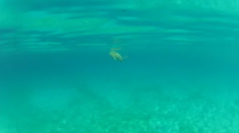 Turtle dive Video stock 24354743