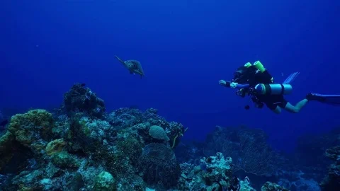 Turtle with diver 2 Stock Footage 80646354
