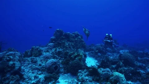 Turtle with diver Stock Footage 80646278