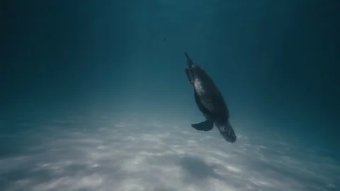 Turtle dives to sandy bottom of ocean in slow motion with shadow on Stock Footage 277345870