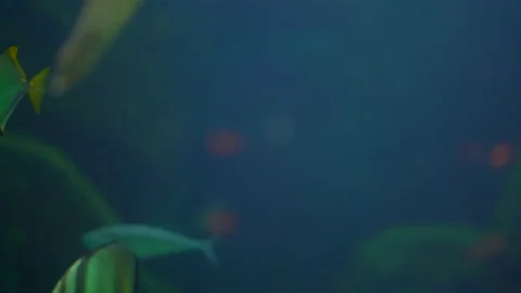 Turtle diving and swimming under water of sea Stockbeeldmateriaal 140538068