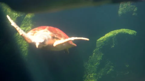 Turtle diving and swimming under water of sea 스톡 동영상 140538384