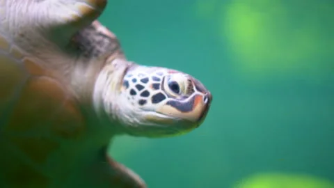 Turtle diving and swimming under water of sea Stock Footage 140538947