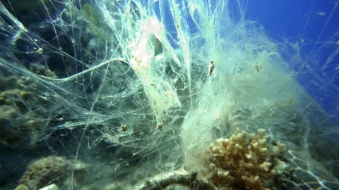 Turtle, Diving. Tropical fish and coral reef. Underwater life in the ocean. Stock Footage 114822307