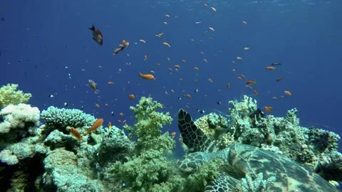 Turtle,  Diving. Tropical fish and coral reef. Underwater life in the ocean. Vidéo 145212482