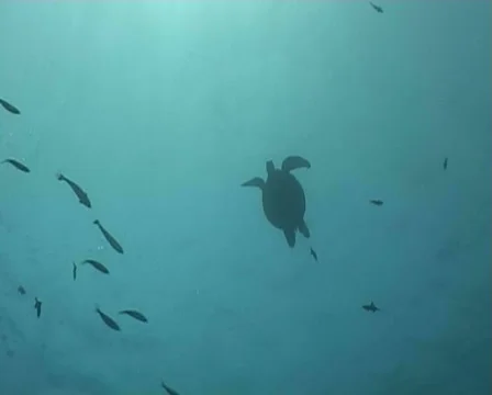 Turtle diving underwater video Stock Footage 980099