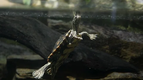 Turtle diving in water Stock Footage 99297102