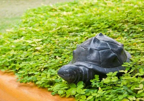 The turtle doll in the pinto peanut field Stock Photos
