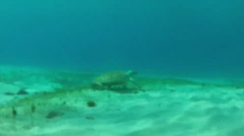 Turtle dolly Video stock 24355155