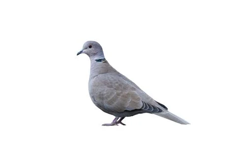 Turtle dove bird isolated Stock Photos
