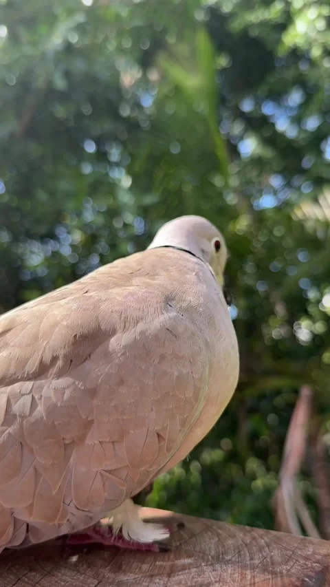 Turtle dove bird sitting close up and looking at camera Stock Footage 314074572