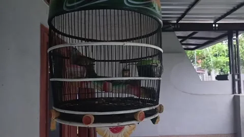 Turtle dove in a cage Stock Footage 273721022