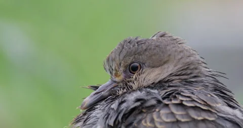 Turtle dove. Close up. Blinking. Stock Footage 261426322