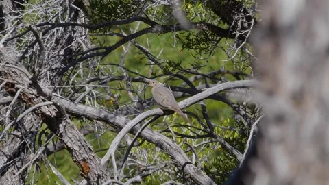 Turtle dove on a dead tree Stock Footage 138475047