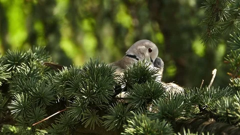 Turtle Dove Feeds its Newborn Video stock 107371716