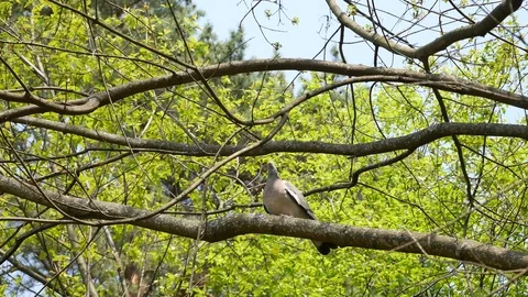 Turtle-dove Video stock 116794632