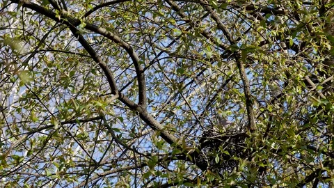 Turtle-dove in a nest. 스톡 동영상 116794702