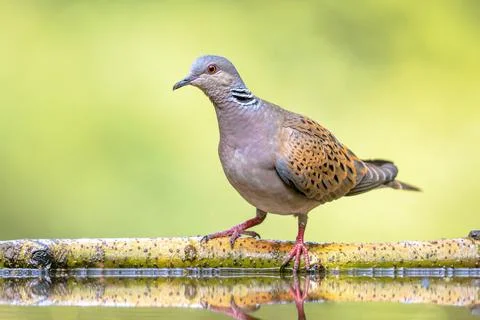 Turtle dove perched on stick Stock Photos