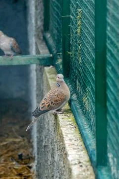 Turtle dove standing on a stone ledge, facing a green wire fence with anoth.. Stock Photos