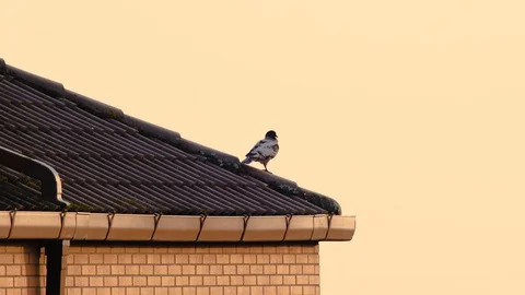 Turtle dove at sunset in Rome, 4K Stock Footage 90420686