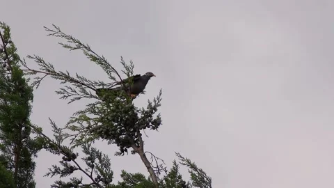 A turtle dove on top of a cypress tree agitated by a very strong wind, in a f Stock Footage 314525920