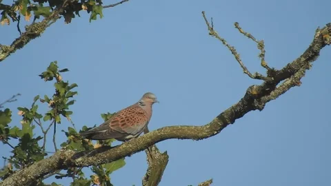 Turtle Dove. A Turtle Dove in an old oak tree (Streptopelia turtur) Stock Footage 206362514