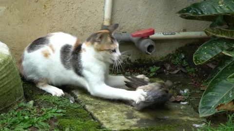 Turtle dove uses the flap of her wings to release the bite and the claw of a cat Stock Footage 159778661