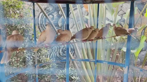 The turtle doves are gathering in the cage Stock Footage 295164390