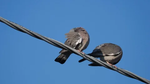 Turtle doves couple on cable Stock Footage 129724566