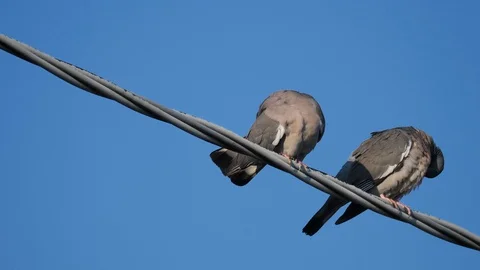 A turtle doves couple Stock Footage 129724528