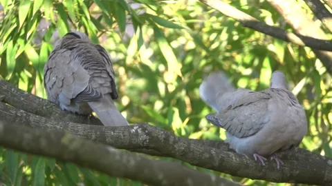 A turtle doves couple on a tree branch Stock Footage 148448863