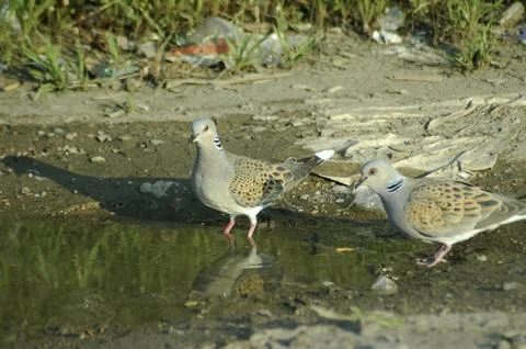 Turtle doves enjoying a bath in the puddle Stock Photos